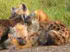 Spotted hyena cubs socialize at their communal den in the Maasai Mara National Reserve, Kenya Spotted hyena cubs socialize at their communal den in the Maasai Mara National Reserve, Kenya