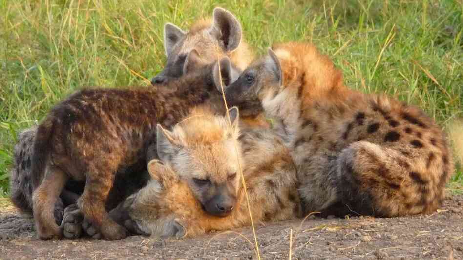Spotted hyena cubs socialize at their communal den in the Maasai Mara National Reserve, Kenya