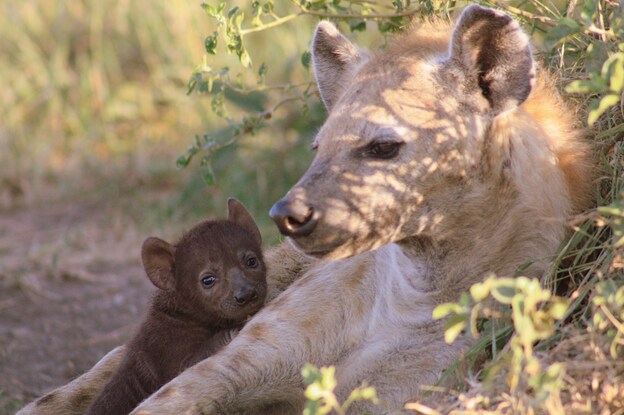 A spotted hyena cub with her mother in the Maasai Mara National Reserve, Kenya