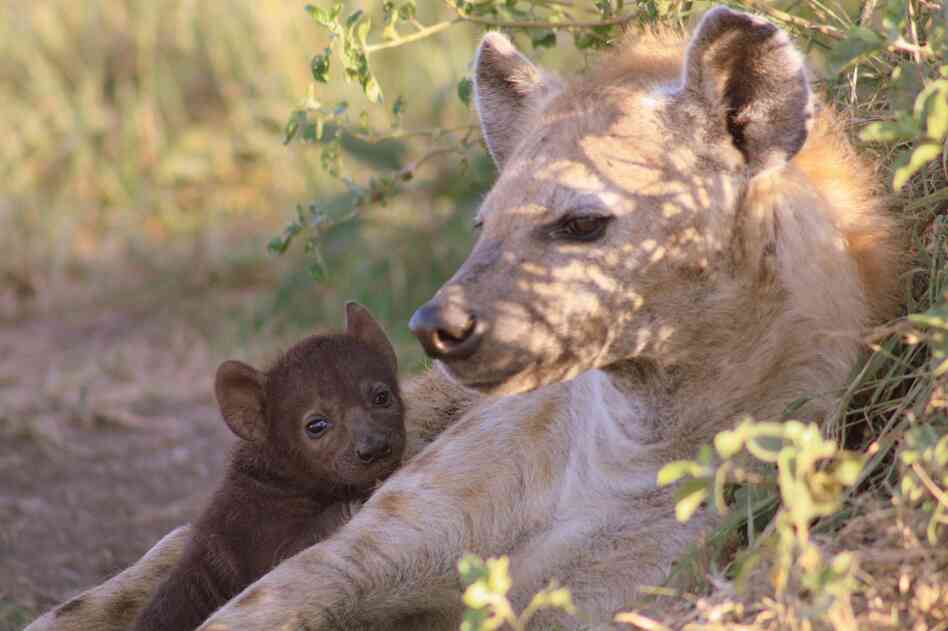 A spotted hyena cub with her mother in the Maasai Mara National Reserve, Kenya