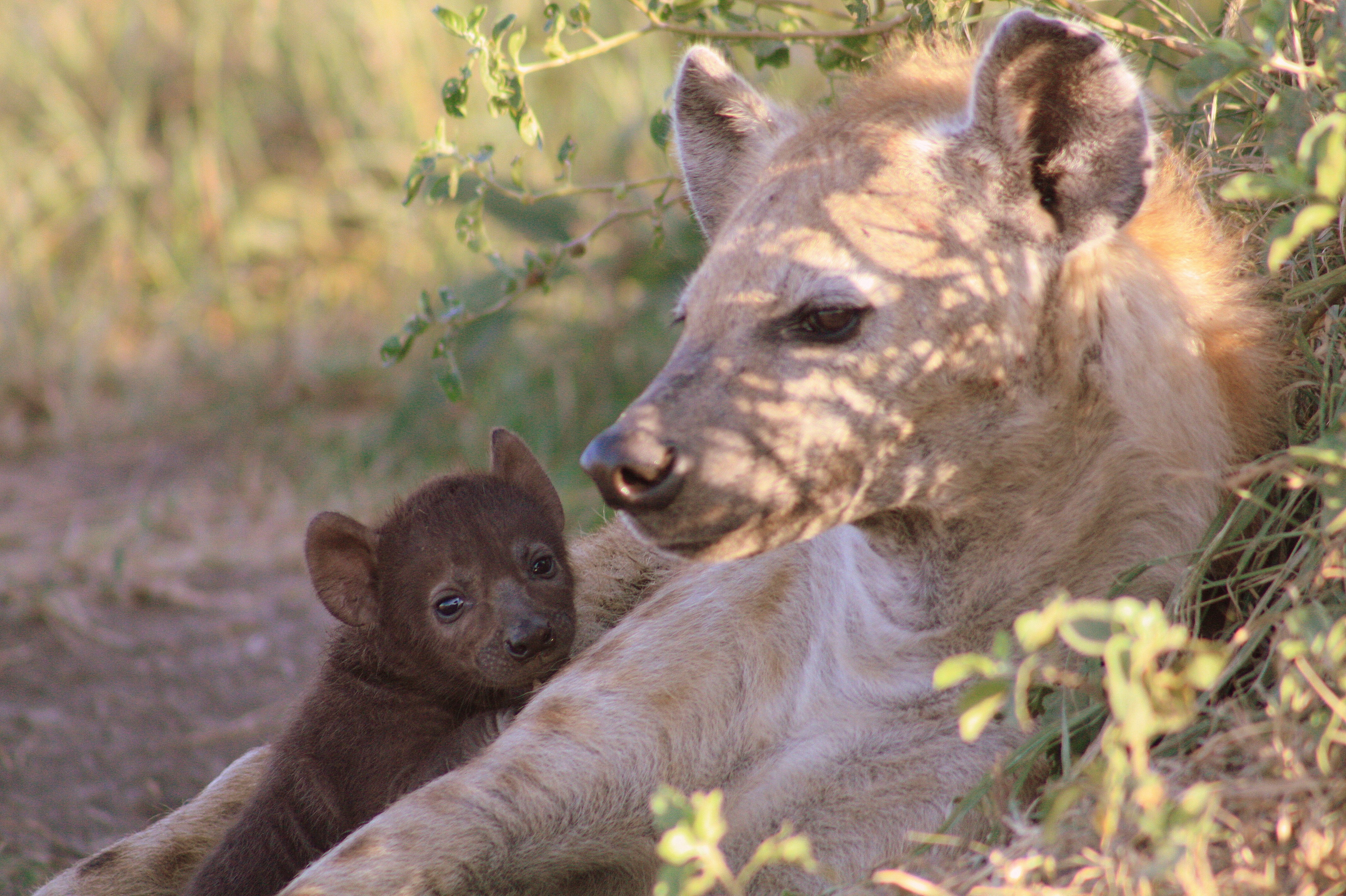 A spotted hyena cub with her mother in the Maasai Mara National Reserve, Kenya