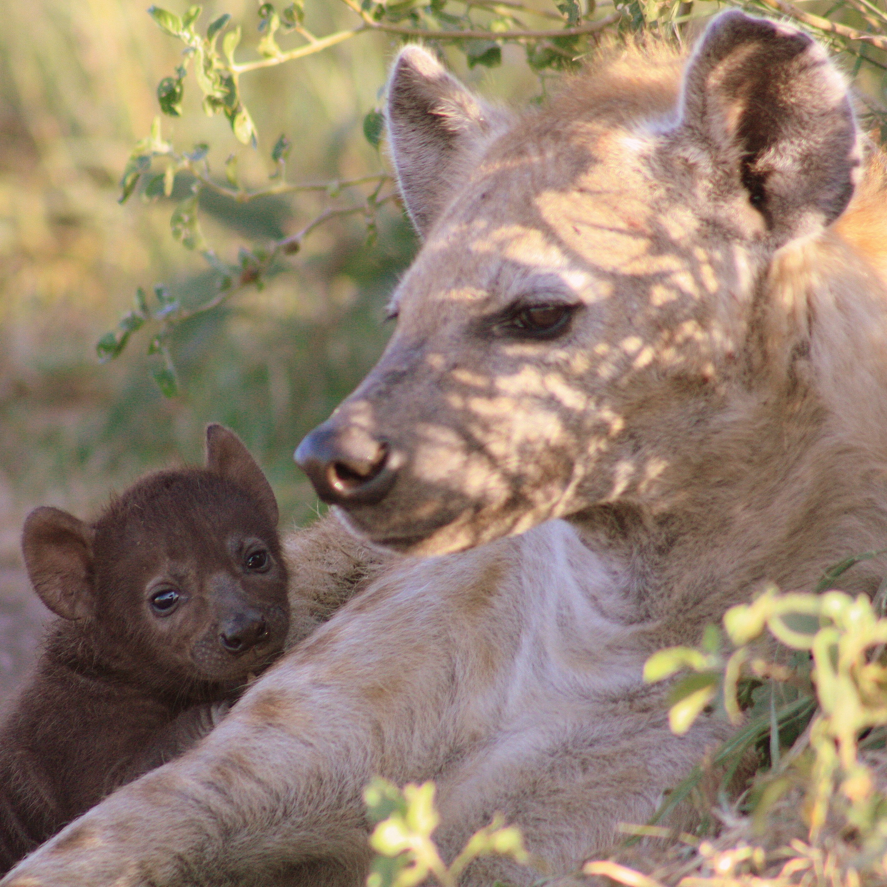 A spotted hyena cub with her mother in the Maasai Mara National Reserve, Kenya