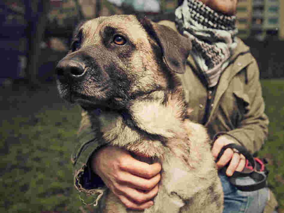 Man and dog