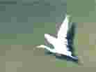 Cover of 'Ten White Geese'