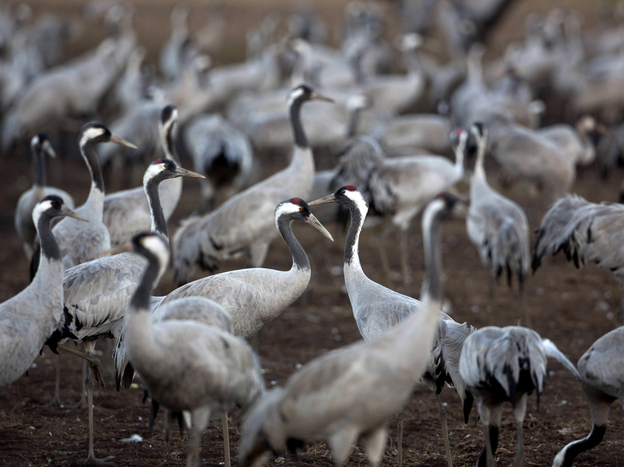 Tens of thousands of cranes stayed this winter in the Hula Valley in northern Israel instead of migrating to Africa, taking advantage of the restored wetlands.