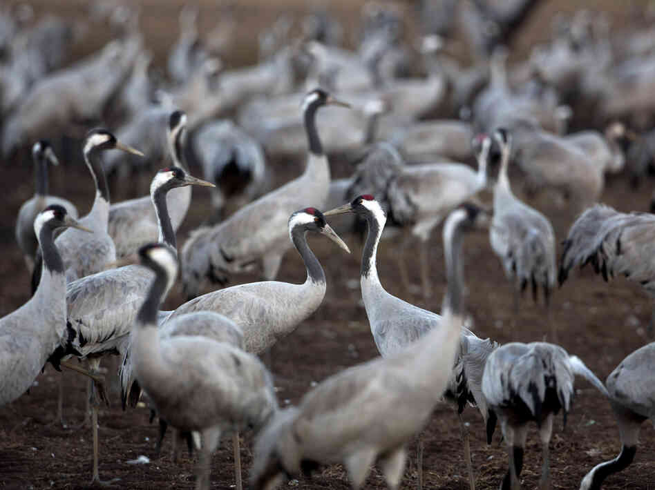 Tens of thousands of cranes stayed this winter in the Hula Valley in northern Israel instead of migrating to Africa, taking advantage of the restored wetlands.
