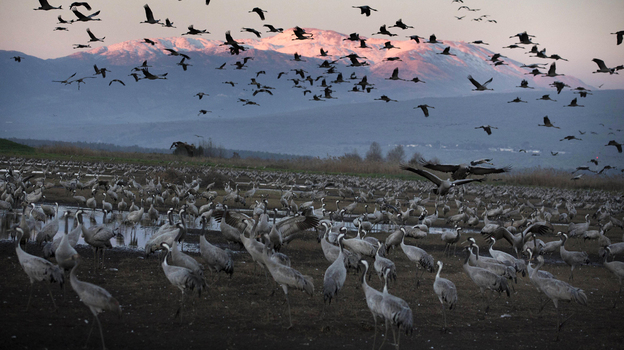 Cranes fly at sunset above the Hula Valley of northern Israel in January. Millions of birds pass through the area as they migrate south every winter from Europe and Asia to Africa. Some now stay in the Hula Valley for the entire winter.