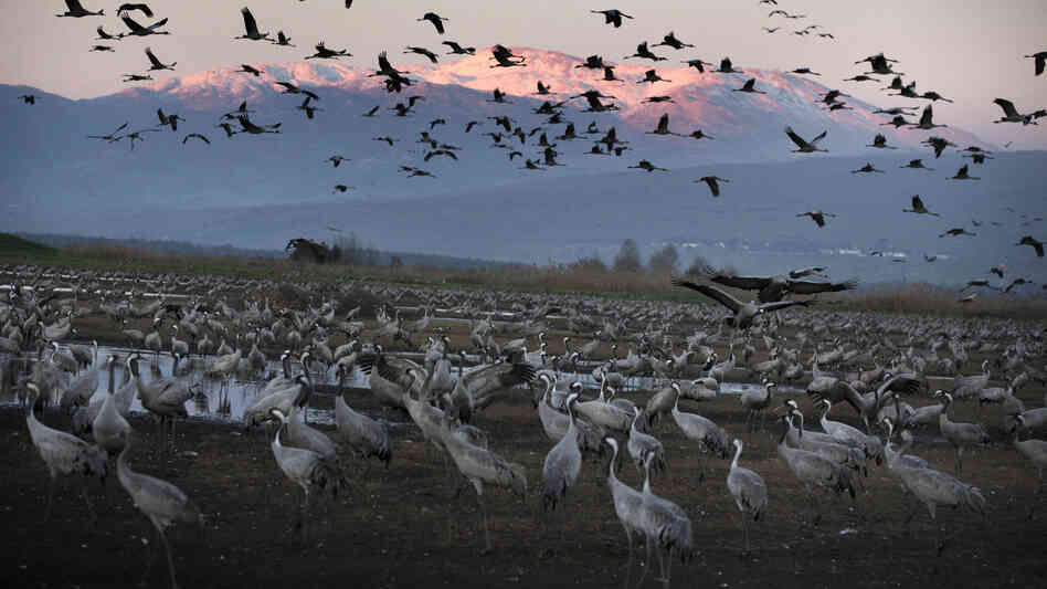 Cranes fly at sunset above the Hula Valley of northern Israel in January. Millions of birds pass through the area as they migrate south every winter from Europe and Asia to Africa. Some now stay in the Hula Valley for the entire winter.