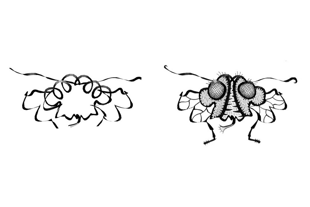 This fly comes from one of the most well known proteins - Insulin!