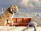 The tiger shows his toughness in Ang Lee's Life Of Pi. The tiger shows his toughness in Ang Lee's Life Of Pi.