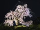 Hanami (flower viewing), Sakura (Cherry Blossom Festival), Maruyama Park, Kyoto, Japan Hanami (flower viewing), Sakura (Cherry Blossom Festival), Maruyama Park, Kyoto, Japan