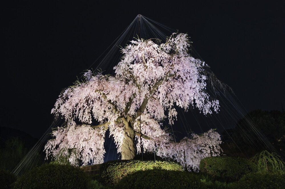 Hanami (flower viewing), Sakura (Cherry Blossom Festival), Maruyama Park, Kyoto, Japan