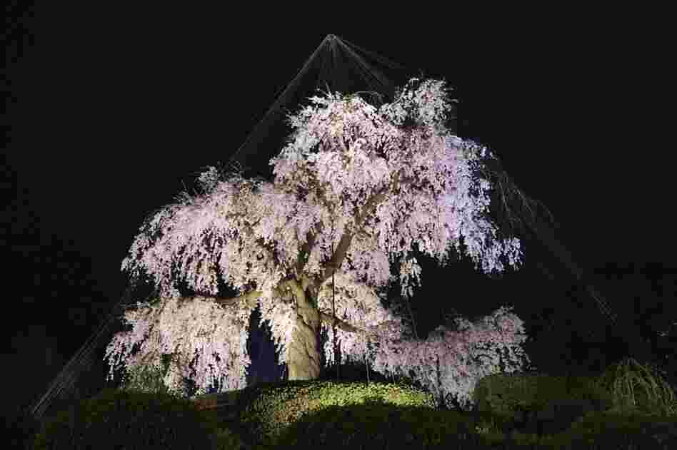 Hanami (flower viewing), Sakura (Cherry Blossom Festival), Maruyama Park, Kyoto, Japan