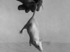 Incoming! (A 1955 file photo; we assume this little guy was not harmed in the making of the image.) Incoming! (A 1955 file photo; we assume this little guy was not harmed in the making of the image.)