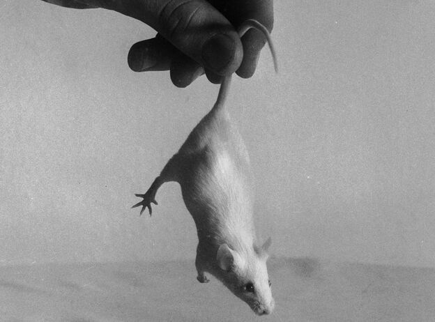 Incoming! (A 1955 file photo; we assume this little guy was not harmed in the making of the image.)