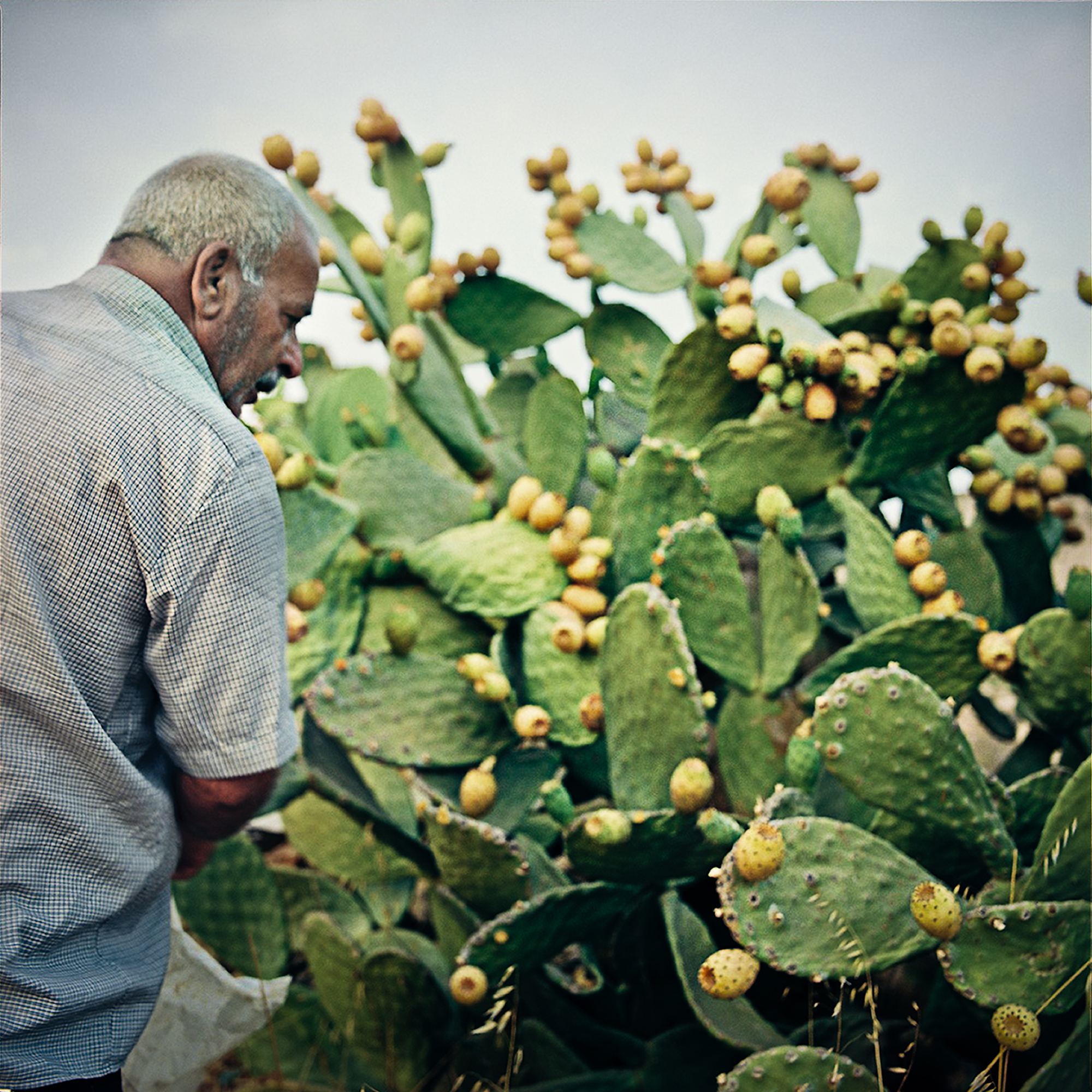 Adnan picking sabras at his fields at Wadi Fuqin.
