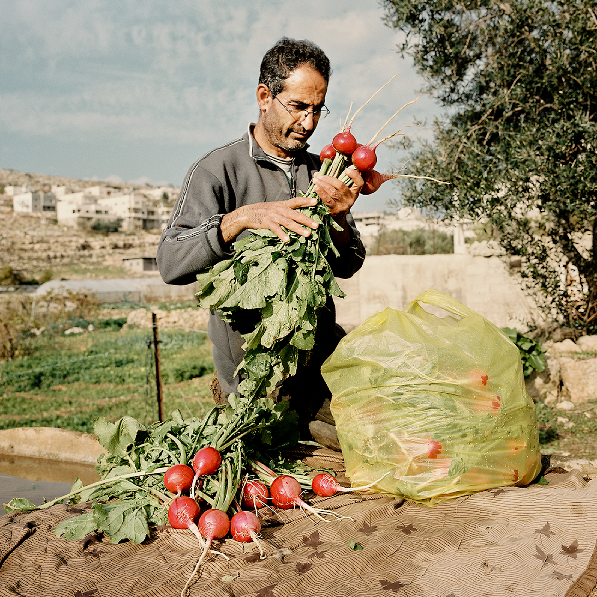 Hamad, cleaning his radishes before taking them to the market.