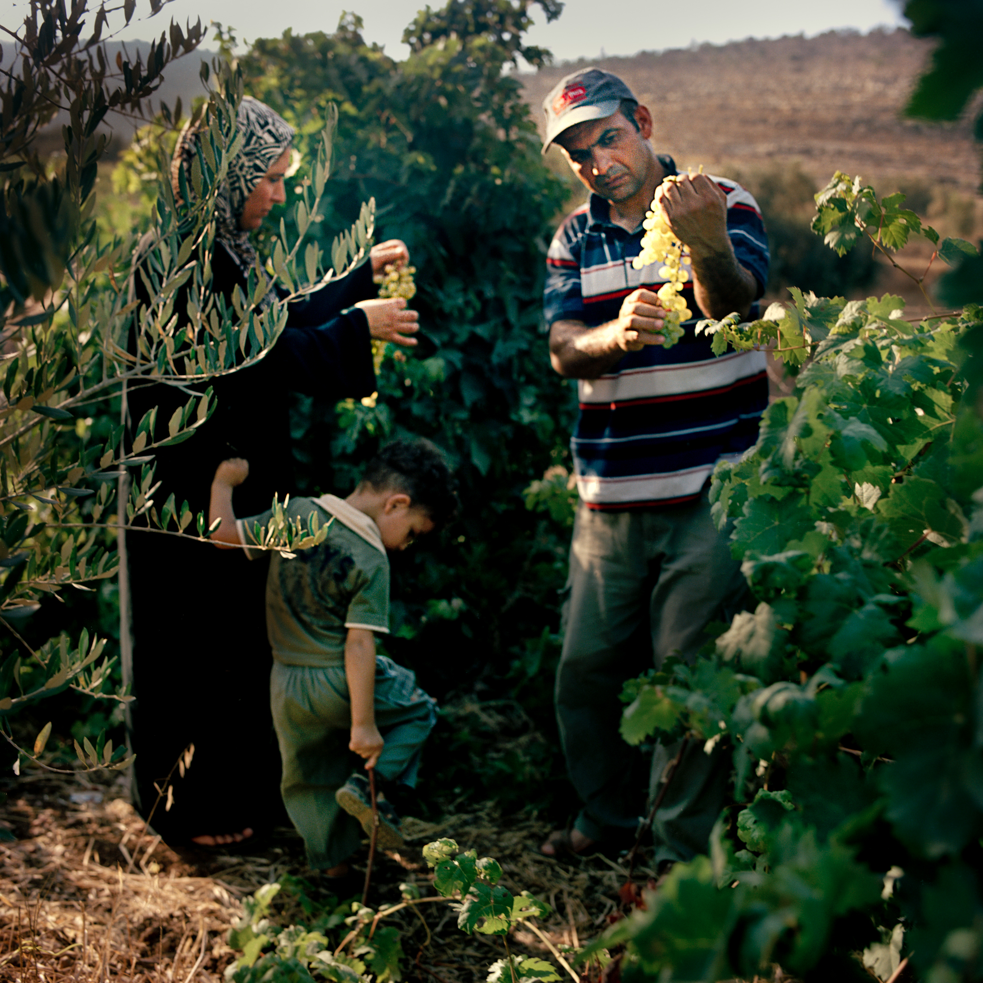 Families from the village pick fruit for the evening dinner during Ramadan.