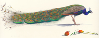 In an essay that accompanied Prosek's 2008 collection in which <em>Peacock</em> is featured, literary critic Harold Bloom cites
