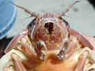 A giant isopod in Japan has refused to eat for more than four years. This specimen was caught during a NOAA expedition in the Gulf of Mexico by Bob Carney of LSU.