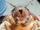 A giant isopod in Japan has refused to eat for more than four years. This specimen was caught during a NOAA expedition in the Gulf of Mexico by Bob Carney of LSU. A giant isopod in Japan has refused to eat for more than four years. This specimen was caught during a NOAA expedition in the Gulf of Mexico by Bob Carney of LSU.