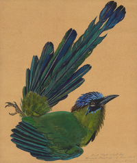 <em>Motmot</em> is a watercolor Prosek painted in the field on a 2010 collecting trip to a previously unexplored region in Suriname with the Yale Peabody Museum of Natural History.
