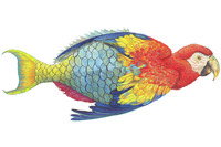 <em>Parrotfishe</em> is one of James Prosek's