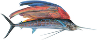 <em>Sailfishe,</em> a monumental 10-foot painting of a hybrid creature, shows a glistening life-size Pacific sailfish that Prosek caught in Mexico — only instead of a dorsel fin, the fish has a colorful parrot wing.