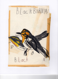 Prosek guesses that he was 5 years old when he made this colored pencil drawing of a Blackburnian warbler.