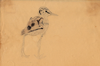 Prosek was inspired by the ornithologist and artist Louis Agassiz Fuertes when he made this watercolor of a black stilt chick at age 8.