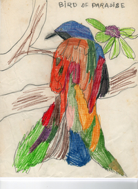 For this fanciful colored pencil drawing of a bird of paradise, Prosek traced over letters that his mother had written for him.