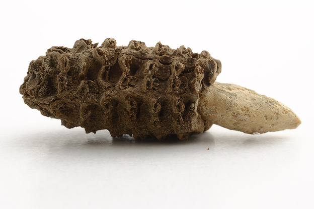Look, 5,000-year-old corn!