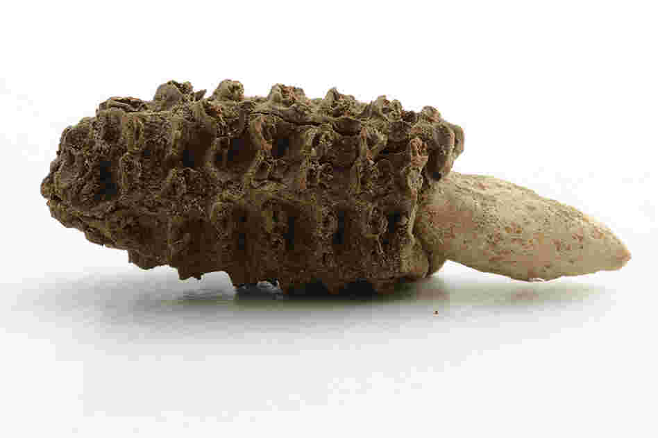 Look, 5,000-year-old corn!