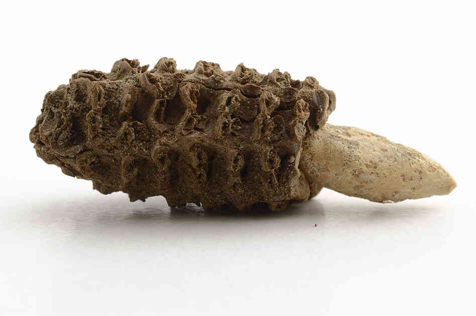Look, 5,000-year-old corn!