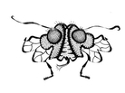 Insulin-Fly Insulin-Fly