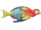 Parrotfishe by James Prosek. Parrotfishe by James Prosek.