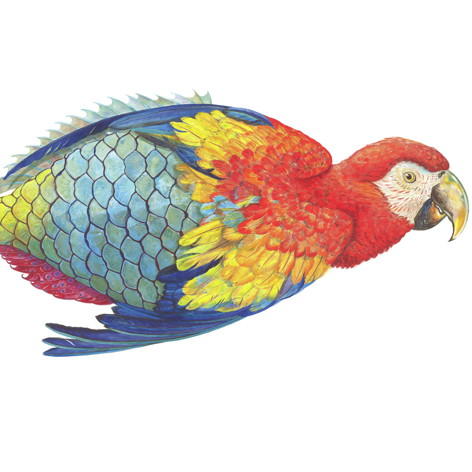 Parrotfishe by James Prosek.