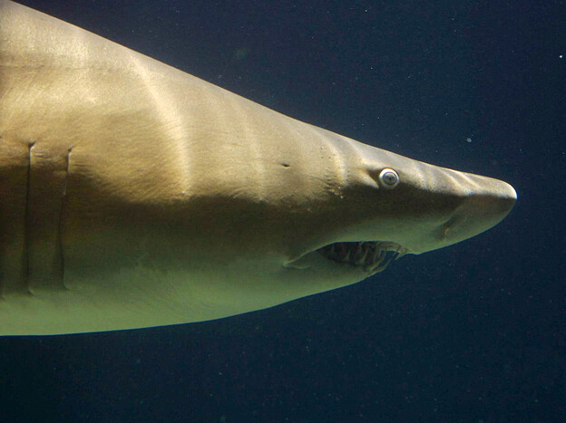 According to a charter boat operator in South Australia, sharks really like AC/DC. This makes perfect sense.