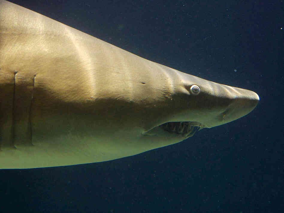 According to a charter boat operator in South Australia, sharks really like AC/DC. This makes perfect sense.