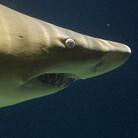 According to a charter boat operator in South Australia, sharks really like AC/DC. This makes perfect sense.