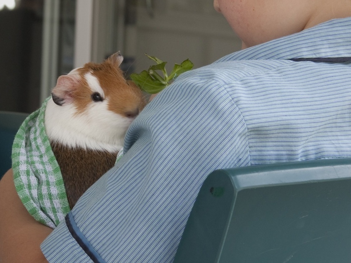 A guinea pig does its part for science and human relations by sitting on the lap of an autistic child.