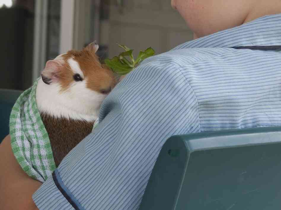 A guinea pig does its part for science and human relations by sitting on the lap of an autistic child.