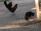 Why are so many feral chickens crossing the road in Maui? To get a rental car, of course.