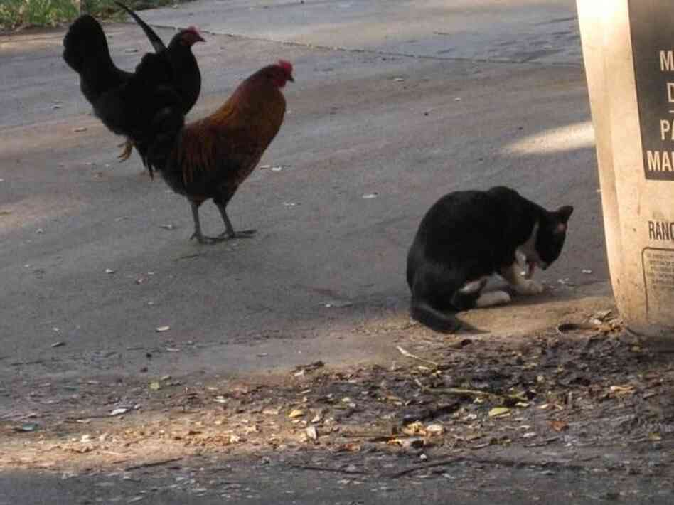 Why are so many feral chickens crossing the road in Maui? To get a rental car, of course.