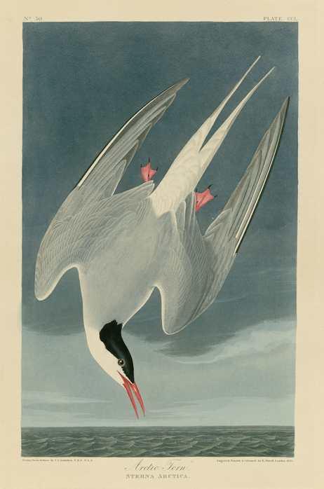 The "Arctic Tern" from John James Audobon's Birds of America makes a profound impression on Doug, the protagonist of Okay for Now.