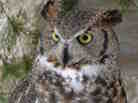 Alice the Great Horned Owl.