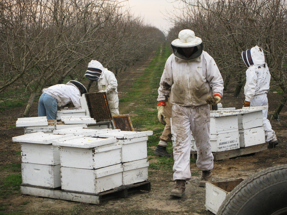 Hired beekeepers work to pollinate an almond orchard near Snelling, Calif. Wild bees play a critical role in helping honeybees pollinate crops, but they often can't survive on modern monoculture farms.