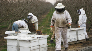 Hired beekeepers work to pollinate an almond orchard near Snelling, Calif. Wild bees play a critical role in helping honeybees pollinate crops, but they often can't survive on modern monoculture farms.