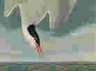 "Arctic Tern" from John James Audobon's Birds of America. "Arctic Tern" from John James Audobon's Birds of America.