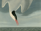 "Arctic Tern" from John James Audobon's Birds of America. "Arctic Tern" from John James Audobon's Birds of America.